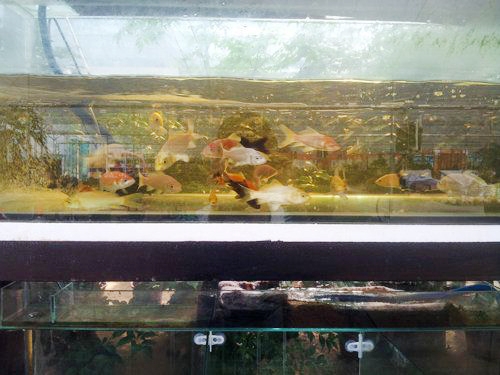 水族產(chǎn)品