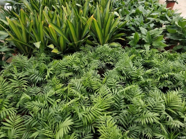 養(yǎng)綠植的好處有哪些？
