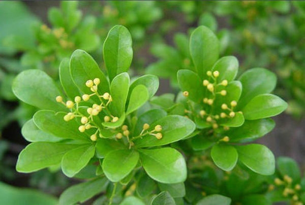 濟(jì)寧大型花卉批發(fā)市場(chǎng)，兗州興隆花卉大市場(chǎng)，霜降節(jié)氣寄語(yǔ)