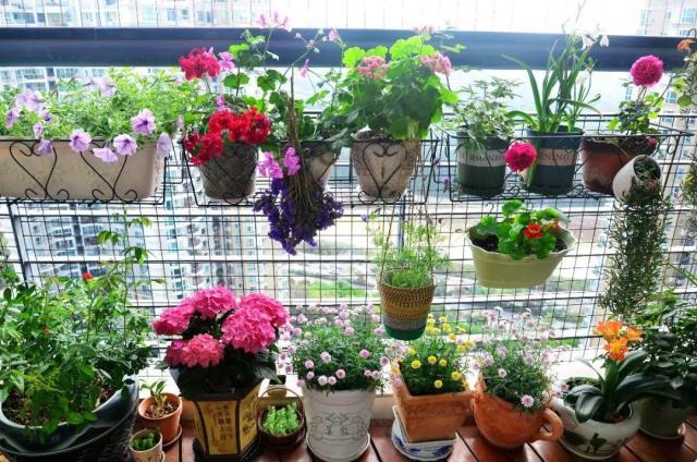 養(yǎng)花的5個好處，堪比人生財富，賺大了！